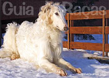 Borzoi