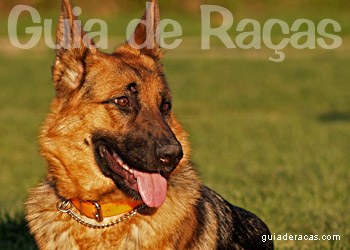 Guia completo do pastor inglês: 6 fatos obrigatórios - raças de cães  perfeitos - Raças