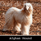 Afghan Hound