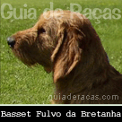 Basset Fauve de Bretagne