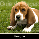 Beagle