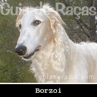 Borzoi