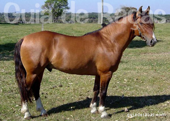 CAVALO CRIOULO 1