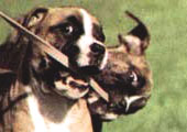 Boxer Boxer