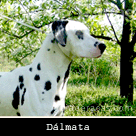 Dálmata