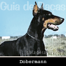 Dobermann