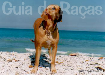 Fila Brasileiro - Raças de Dogs