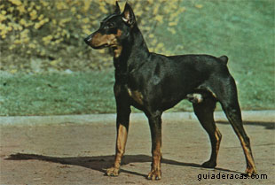 Ra&ccedil;a Pinscher Miniatura