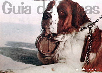 São Bernardo; Uma raça de cachorro gigante e carinhosa