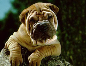 Shar Pei Shar Pei