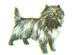 Cairn Terrier